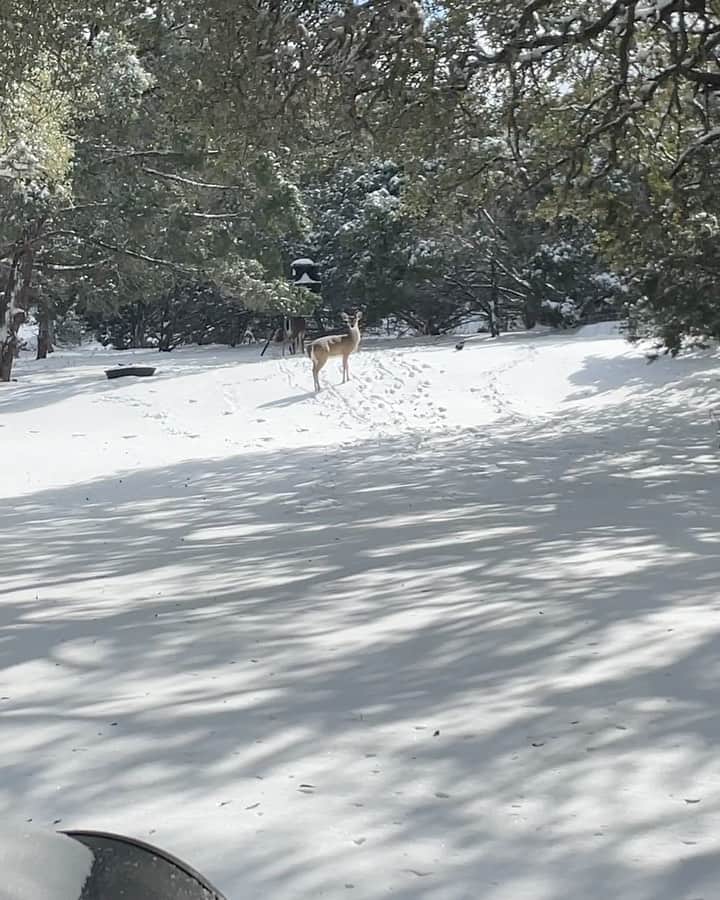 sevimli_hayvanlar34のインスタグラム：「The deer are so pretty in the snow.」