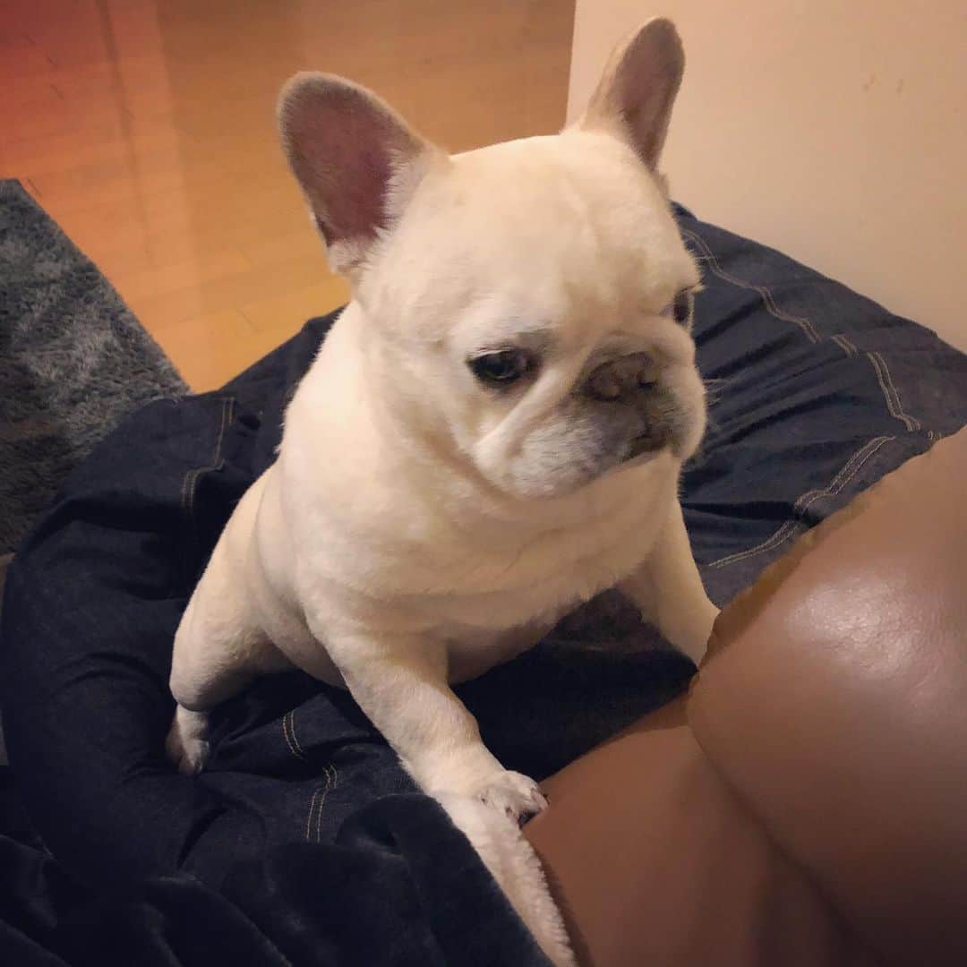 タニム（マーブル母）のインスタグラム：「* 最近、頻繁にソファに乗りたがるマーブル🐷 * 2日前の地震では体の震えがしばらく止まらず、 私に抱っこの要求をするくらい怖がったマーブル🥺 その夜は興奮してなかなか寝れず🥲 * #こうみえて繊細なんです #マーブル地方は震度4 #初めての大きな地震が #相当怖かったみたいです #私のアモーレ🐷❤️」