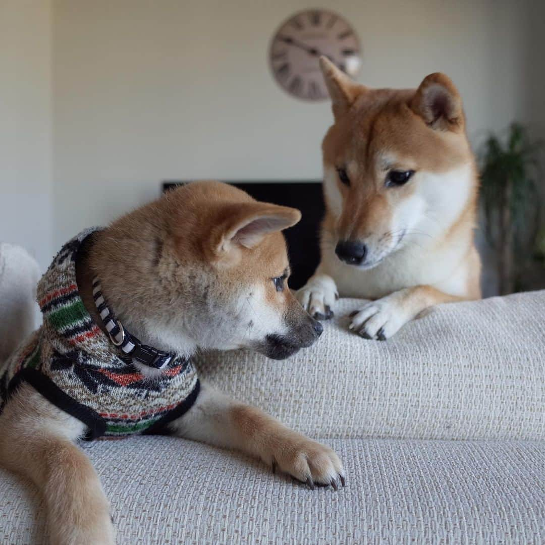 柴犬Mamesuke・Korosuke??大阪さんのインスタグラム写真 - (柴犬Mamesuke・Korosuke??大阪Instagram)「🐱🐻👶🏻 🐾----*----*----*----*🐾 あー♡ 可愛い♡可愛い♡ パピー豆介の次は、パピーコロ介♡ ． コロちゃんは、元の飼い主が飼えなくなり、私の家に来て、豆介お兄ちゃんとの生活が始まりました。 最初はお兄ちゃんの事、多少はリスペクトしてたけど、今では完全にコロ介様のほうが上の立場へ😂 でも、食べ物絡みの時は、お兄ちゃんのほうが強くなるみたいで、コロ介様も一歩下がり気味に😂 なんだかんだ、仲の良い兄弟です❣️ 🐾----*----*----*----*🐾 #MameKoro #豆コロ #柴犬と赤ちゃん #犬と赤ちゃん  #乳児 #チャリちゃん見守り隊 #子守犬 #豆柴 #柴犬 #赤柴 #豆介 #コロ介 #shibagram #shibastagram #shibainu #shiba #🐕📷」2月15日 21時41分 - mame_suke_i