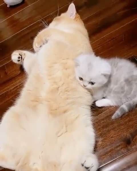 Cute Pets Dogs Catsのインスタグラム