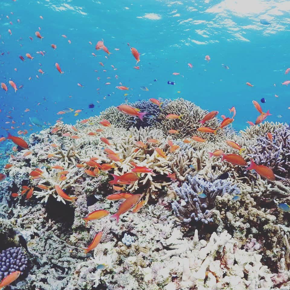 【公式】星野リゾート　リゾナーレさんのインスタグラム写真 - (【公式】星野リゾート　リゾナーレInstagram)「本日小浜島は気温は24度の快晴で、初夏のような陽気に包まれています。ホテル隣接のビーチの白砂と海の青さに癒される気候です。ビーチから少し海の中に目を向けるとたくさんの種類のサンゴやカラフルな魚に出会うことが出来ます。#星野リゾートリゾナーレ小浜島 #リゾナーレ小浜島 #沖縄県 #小浜島 #旅行 #グランドオープン #冬 #国内旅行 #女子旅 #大人の休日 #ビーチ #オンライン旅行 #おうちで旅体験 #旅行気分 #女子旅 #大人の休日 #記念日旅行 #サンゴ #hoshinoresorts #hoshinoresortsrisonare #hoshinoresortsrisonarekohamajima #risonarekohamajima #okinawa #travel #japan #onlinetravel #travelmood #grandopening #resorthotel」2月15日 21時37分 - hoshinoresorts.risonare