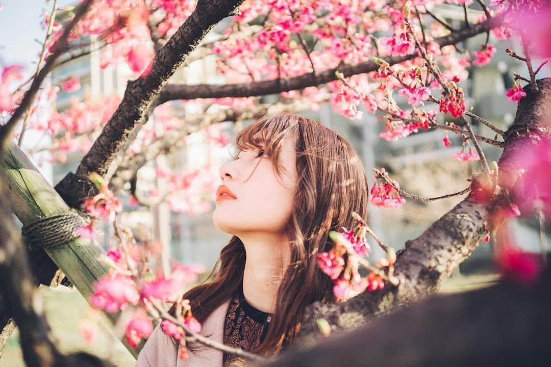 細沼紗花さんのインスタグラム写真 - (細沼紗花Instagram)「. .  桜吹雪  . #河津桜#河津桜まつり#ポートレート」2月15日 21時49分 - sayaka_hosonuma