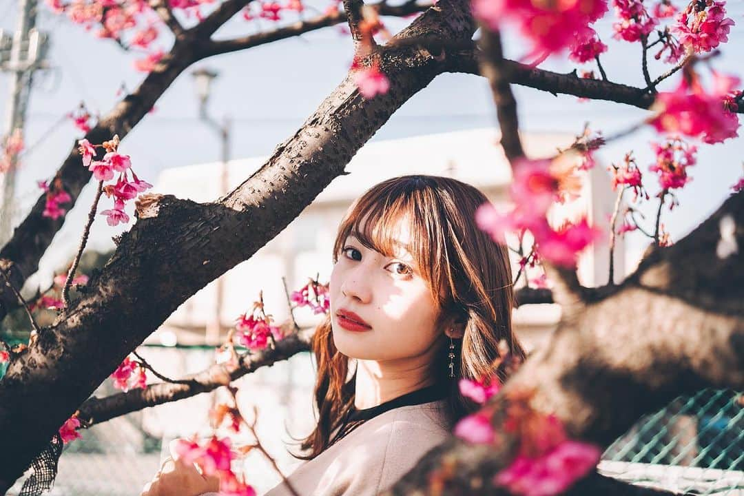 細沼紗花さんのインスタグラム写真 - (細沼紗花Instagram)「. .  桜吹雪  . #河津桜#河津桜まつり#ポートレート」2月15日 21時49分 - sayaka_hosonuma