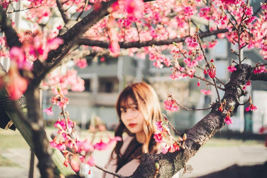 細沼紗花さんのインスタグラム写真 - (細沼紗花Instagram)「. .  桜吹雪  . #河津桜#河津桜まつり#ポートレート」2月15日 21時49分 - sayaka_hosonuma