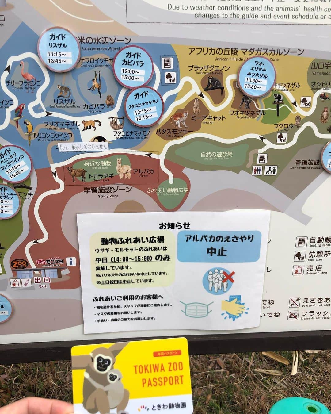 島屋八徳のインスタグラム：「宇部探検隊 今回はときわ動物園🐵 宇部市役所へ✍️  今年はインスタ頑張ってます✌️  リフレッシュしたので また明日から頑張るぞー💪😁 #レノファ山口 #宇部市 #シャレン選手 #宇部以外も #お邪魔しますよー #重要連絡 #アルパカのえさやりは #中止してます」