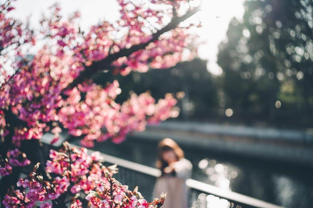 細沼紗花さんのインスタグラム写真 - (細沼紗花Instagram)「. .  待ち合わせ  . #河津桜#河津桜まつり#ポートレート」2月15日 21時46分 - sayaka_hosonuma