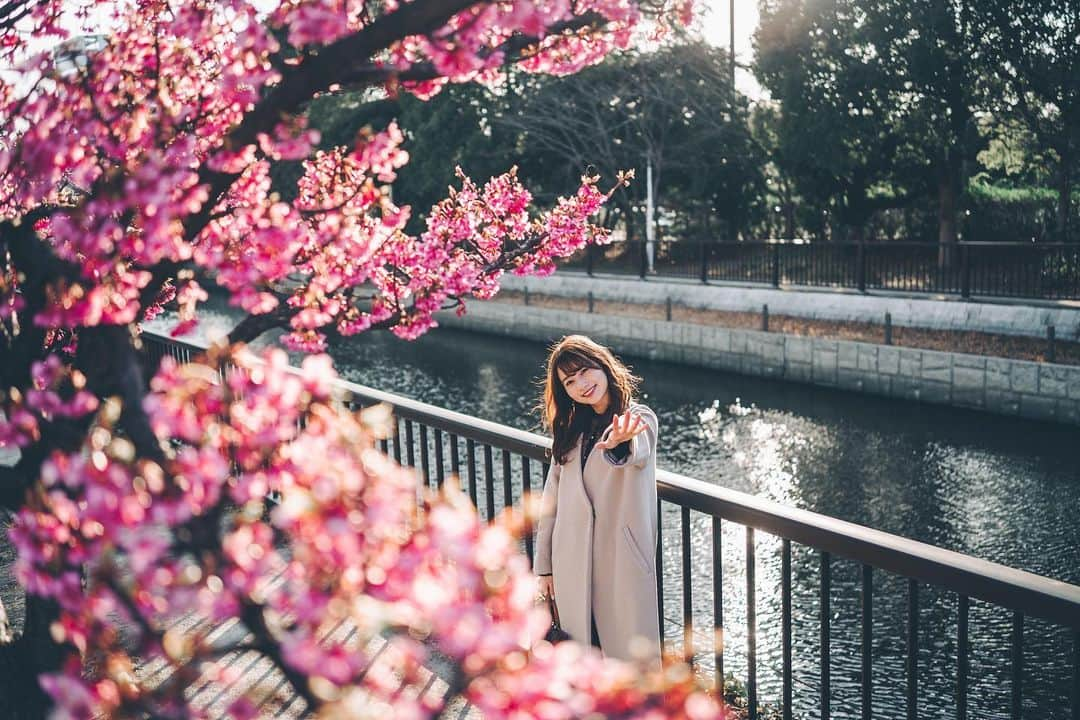 細沼紗花さんのインスタグラム写真 - (細沼紗花Instagram)「. .  待ち合わせ  . #河津桜#河津桜まつり#ポートレート」2月15日 21時46分 - sayaka_hosonuma