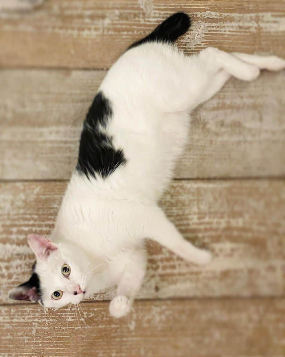 甲斐麻美さんのインスタグラム写真 - (甲斐麻美Instagram)「ゴロゴロしながら 誘っていますね  #猫 #ねこ #魅惑のお腹 #猫のいる暮らし #猫との暮らし #元保護猫  #保護猫を家族に #白黒猫 #甘えん坊猫 #里親になろう #ゴロゴロ   イチが幸せそうにゴロゴロしてるの好きだなぁ」2月15日 21時52分 - kaico_asami