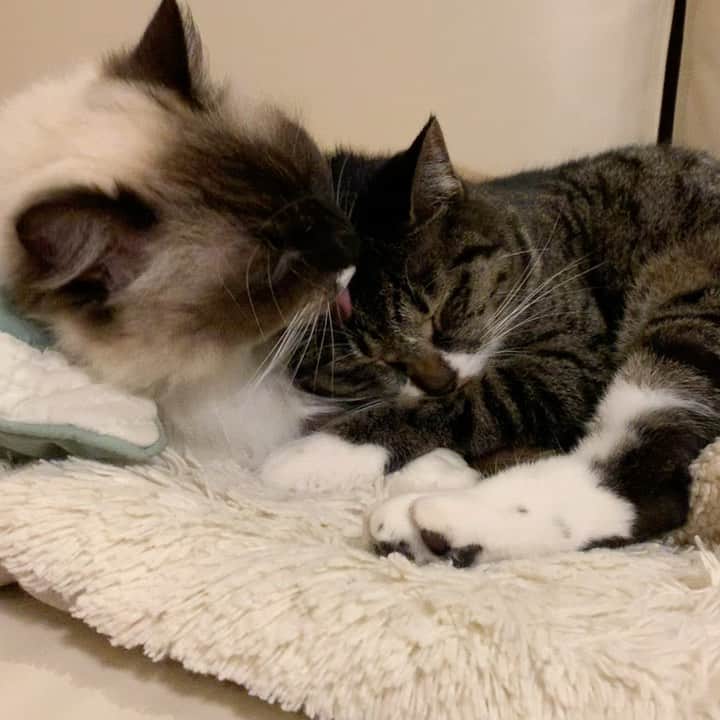 takegaeruのインスタグラム：「先日の動画編 ねえたんのヘッドスパ、気持ちいいにゃ😽❤️ #cat #猫 #ragdoll #ラグドール #ホワイトポッチーズ #よもねこ #よもぎねこ #キジトラ #きじとら」