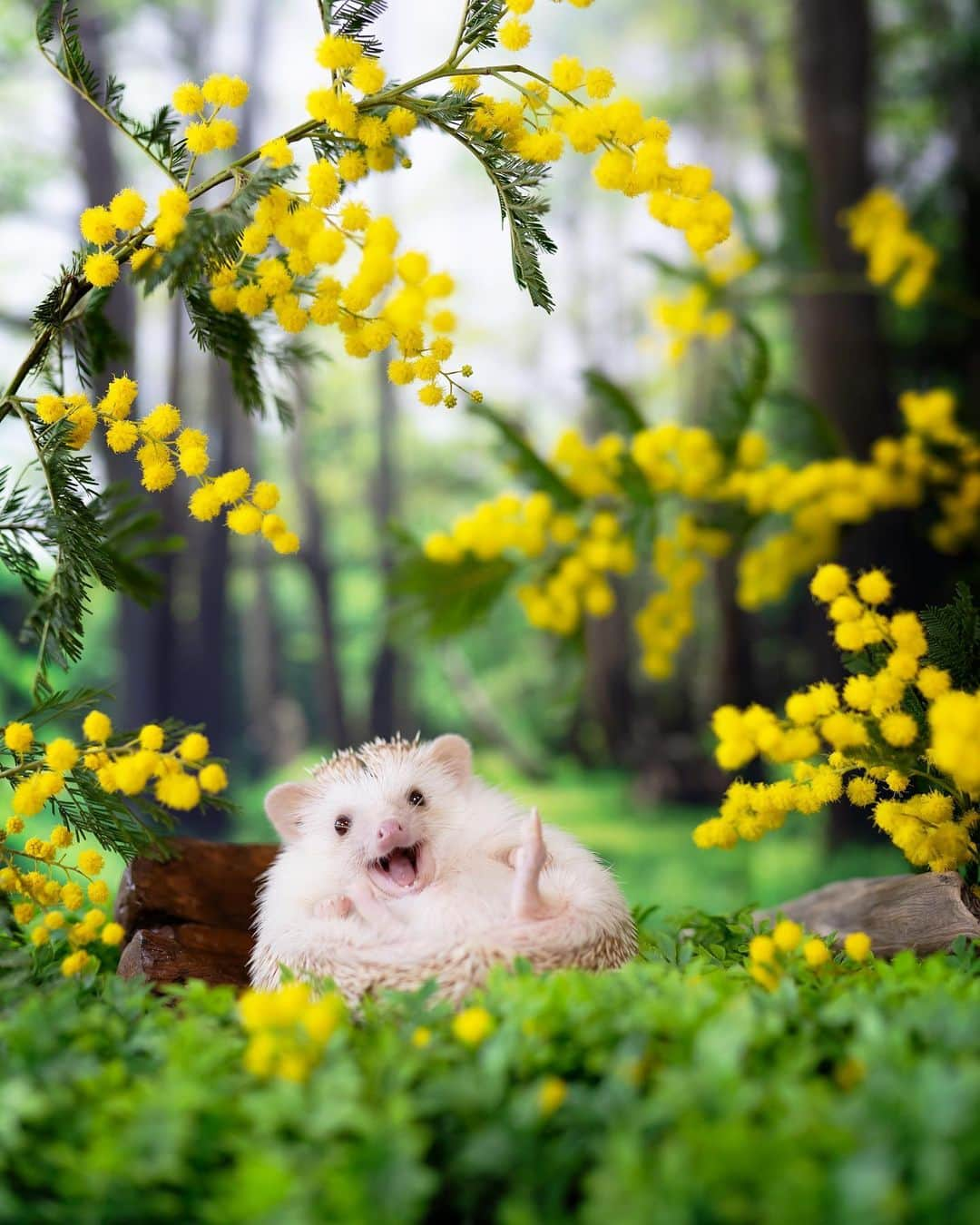 ダーシーのインスタグラム：「Chopin 2.29.2020🌼💚  OZmagazine3月号にショパンが登場してるよ🦔✌️見つけてね〜✨ 一冊まるまる動物特集なのでとても癒されます😌✨」