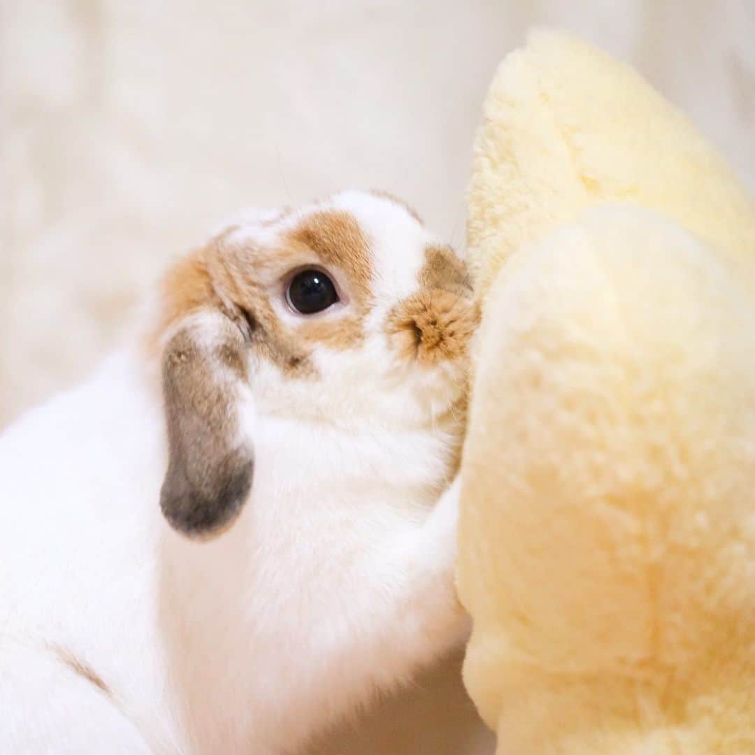 usagraphのインスタグラム：「壁ドン😂 クッションとリンリンの隙間に入りたいものです😊 ＊ ＊ ＊ #うさぎ　#rabbit #bunny #アニマル写真部　＃instabunnies #igersjp  #tokyocameraclub #東京カメラ部  #bunnystagram  #うさぎ部 #ホーランドロップ #hollandlop  #ファインダー越しの私の世界  #myfujilove  #今日もx日和　#cutepets」