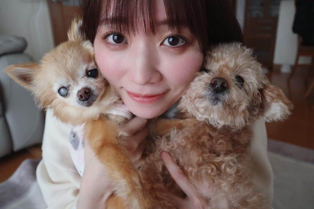 駒田京伽のインスタグラム：「🐶💓🐶  前に撮った写真でも…🐶  大好きな我が家のワンコロ🐶  大好きすぎて大好きすぎて 大好きなワンコロ🐶  おばあちゃんだけど元気🐶  #犬のいる暮らし  #犬好きな人と繋がりたい  #犬のいる生活  #プードル#チワワ」