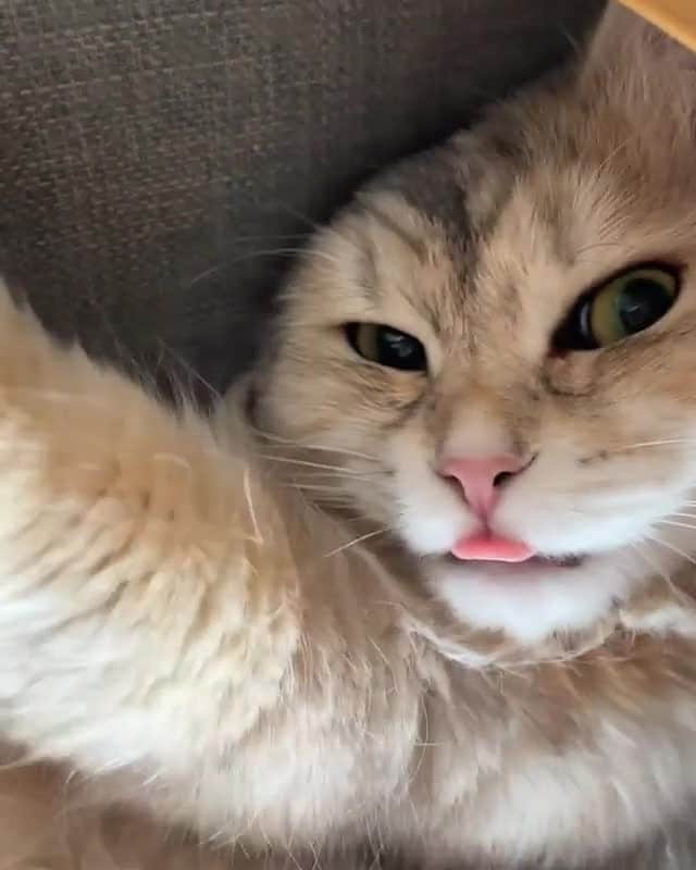 Cats of Instagramのインスタグラム：「From @moscow_the_siberian_cat: "This is what I call double cuteness overload...#blep 😸" #catsofinstagram」