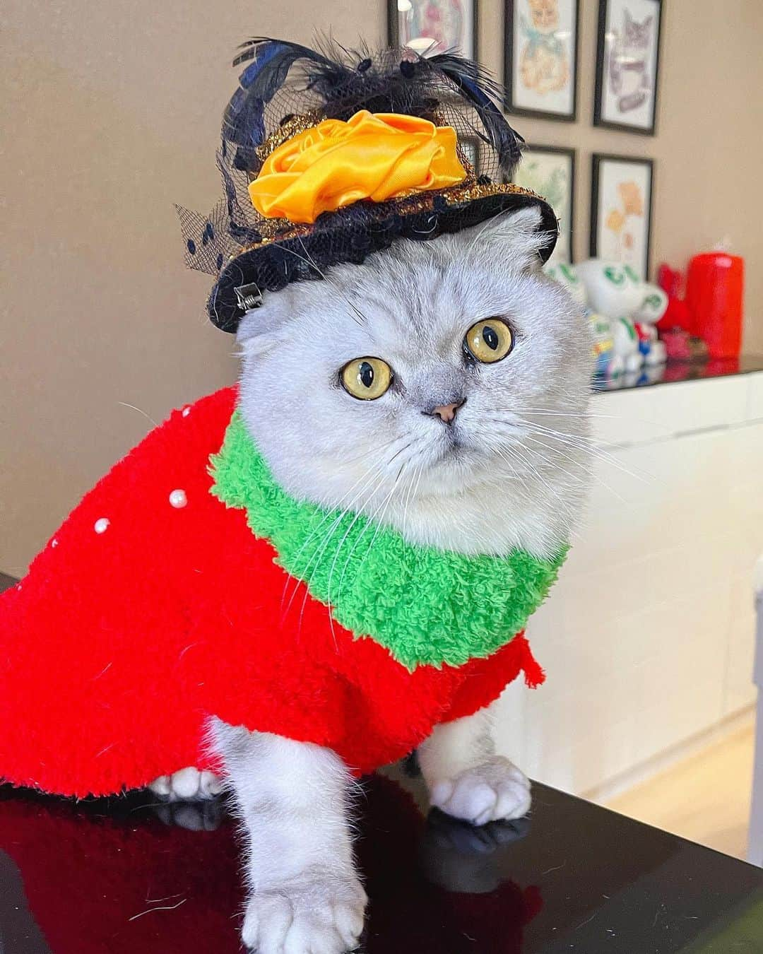 ルフさんのインスタグラム写真 - (ルフInstagram)「#Fold:”these fashion stuffs are all from my brother #luhu ,how is my new look ?” - - #cat #cute #catfashion #angel #adorable #lovely #chinesenewyear」2月15日 23時03分 - lanlan731