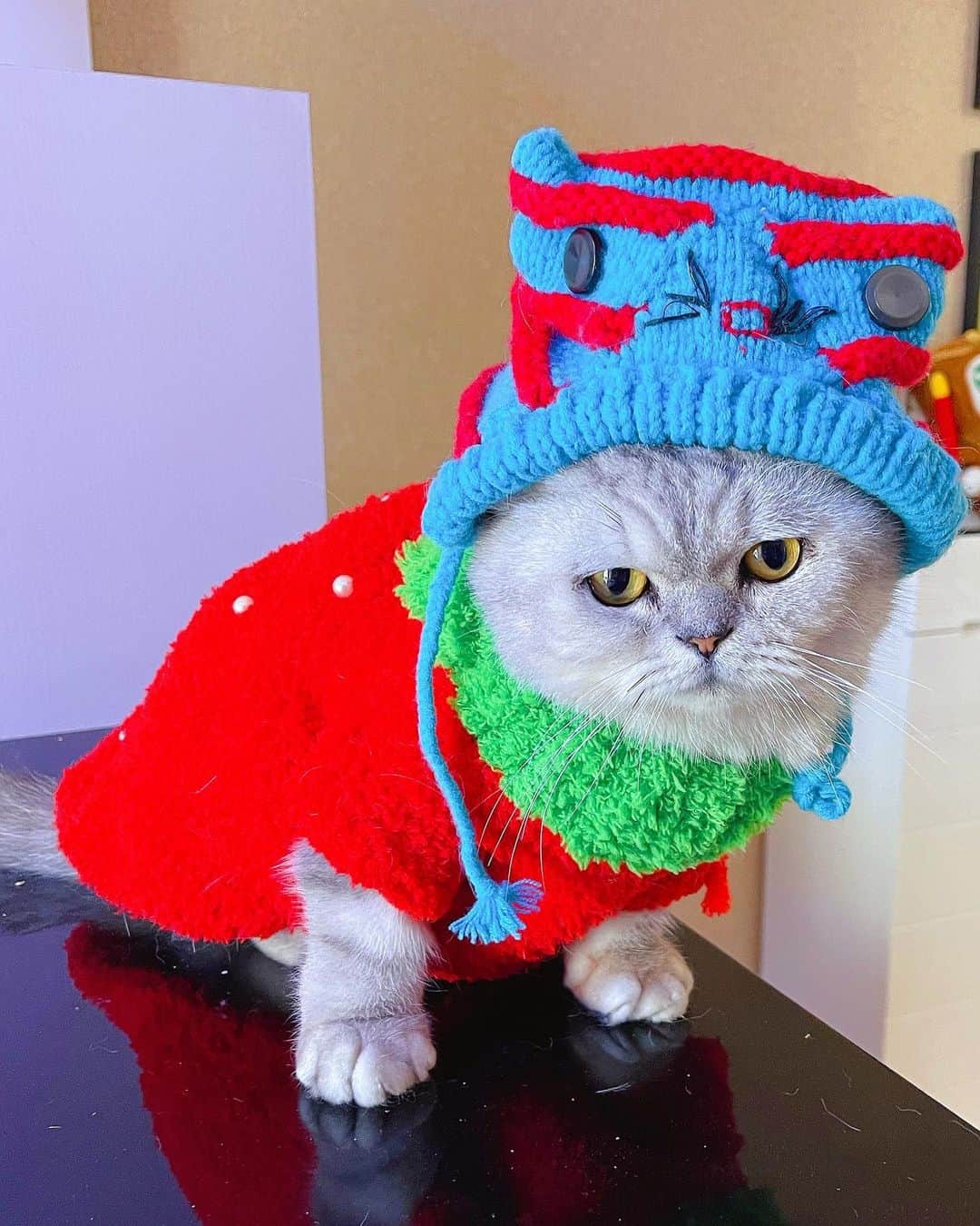 ルフさんのインスタグラム写真 - (ルフInstagram)「#Fold:”these fashion stuffs are all from my brother #luhu ,how is my new look ?” - - #cat #cute #catfashion #angel #adorable #lovely #chinesenewyear」2月15日 23時03分 - lanlan731