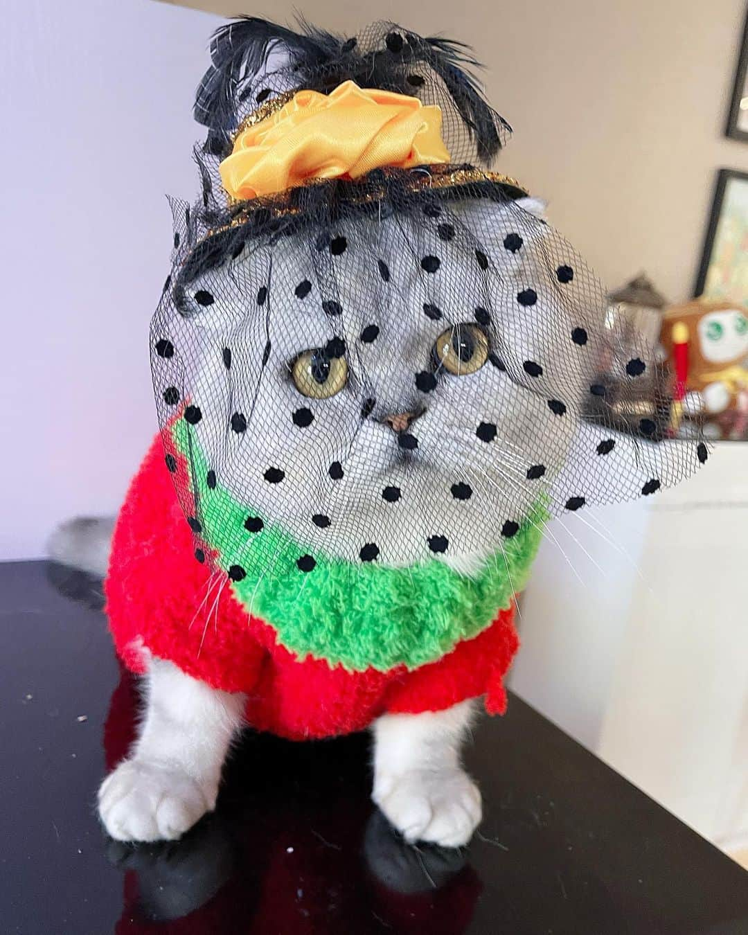 ルフのインスタグラム：「#Fold:”these fashion stuffs are all from my brother #luhu ,how is my new look ?” - - #cat #cute #catfashion #angel #adorable #lovely #chinesenewyear」