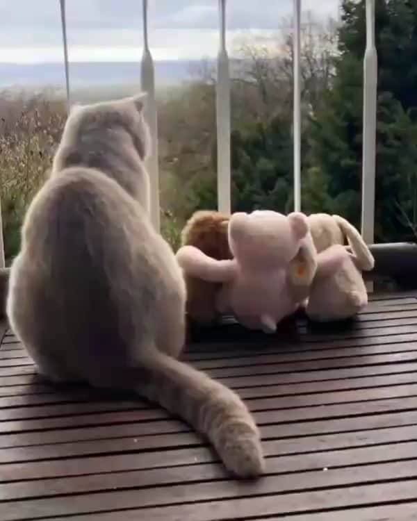 SHEINのインスタグラム：「Sharing serenity with my friends. 🐈🧸💕 @leeo.thecat #SHEINinspo」