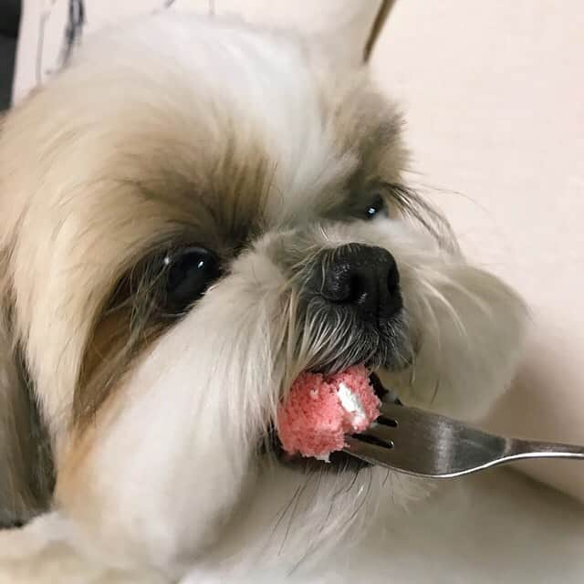 りんくさんのインスタグラム写真 - (りんくInstagram)「It’s my birthday today! 🥳🎉🐶🎂🎈 #birthdayboy  * * * * *  6歳になったよー🐶✨ はやーい💦」2月15日 23時10分 - link.jpn