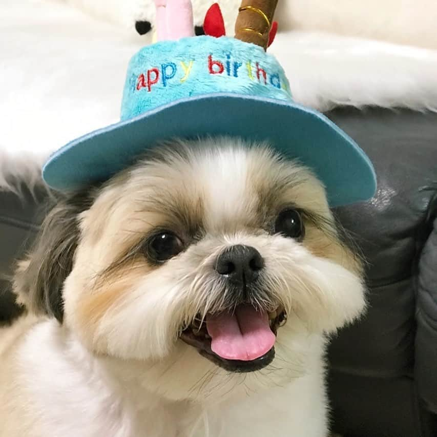 りんくのインスタグラム：「It’s my birthday today! 🥳🎉🐶🎂🎈 #birthdayboy  * * * * *  6歳になったよー🐶✨ はやーい💦」