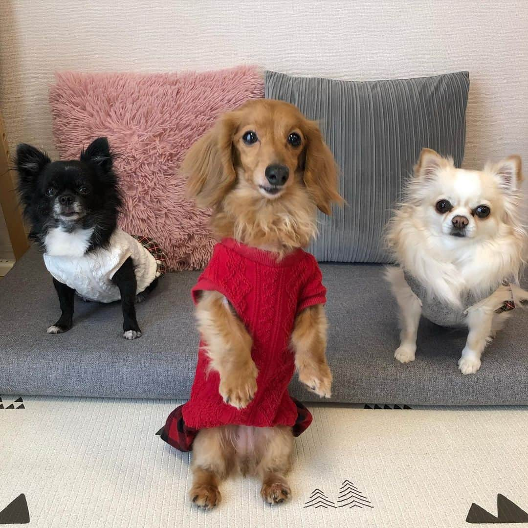 Club Soda♡さんのインスタグラム写真 - (Club Soda♡Instagram)「両サイドにあられとくるみ🐶 ソーちゃんのタックルを恐れて 絶対前に来ない2人😂 ソーちゃん嫌われてる笑 #ソーちゃん#ガサツgirl #ミニチュアダックスフンド #犬のいる暮らし #ミニチュアダックス #ダックスフンド#ダックス #ココアが遊びに来たら喜んでたあられとくるみ #ソーちゃん来たら隣の部屋に逃げる😂 #めっちゃ嫌われてるやん笑 #それでもめげないメンタルの強さ見習いたい」2月15日 23時12分 - kumi.s66