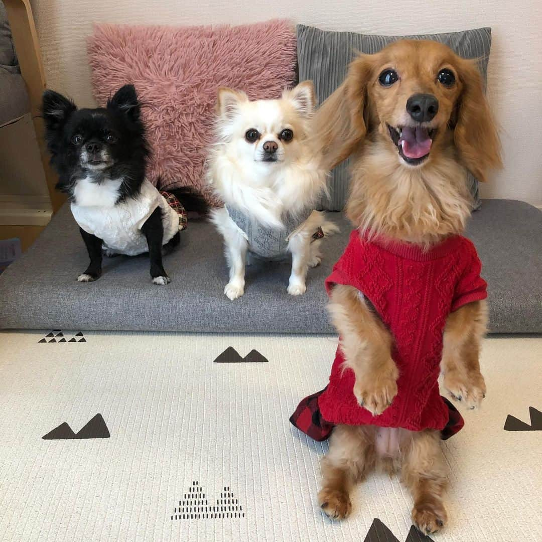 Club Soda♡さんのインスタグラム写真 - (Club Soda♡Instagram)「両サイドにあられとくるみ🐶 ソーちゃんのタックルを恐れて 絶対前に来ない2人😂 ソーちゃん嫌われてる笑 #ソーちゃん#ガサツgirl #ミニチュアダックスフンド #犬のいる暮らし #ミニチュアダックス #ダックスフンド#ダックス #ココアが遊びに来たら喜んでたあられとくるみ #ソーちゃん来たら隣の部屋に逃げる😂 #めっちゃ嫌われてるやん笑 #それでもめげないメンタルの強さ見習いたい」2月15日 23時12分 - kumi.s66