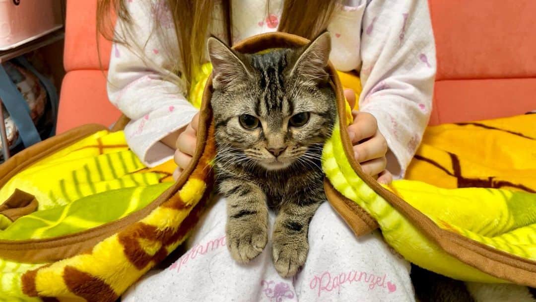 ちょりさんのインスタグラム写真 - (ちょりInstagram)「毛布被りおちゃみ🐱  #ちょり #ちゃみ #ちょりちゃみチャンネル #猫 #ねこ #ねこ部 #にゃんすたぐらむ #にゃんこ #子猫」2月15日 23時22分 - neko_chori