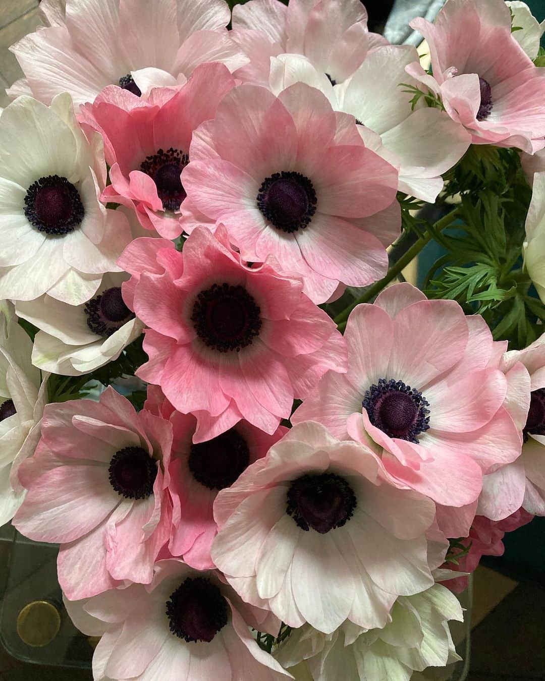アレクシマビーユのインスタグラム：「Anemones shades of pink @alexismabille #anemones #shadesofpink #velvet #black #flowers #spring #bloom #dream」