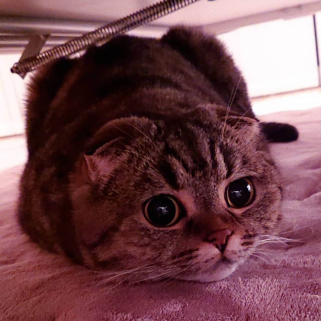 猫山田 Ａ. きなこのインスタグラム：「🐾🔊🔊🔊 とろろの悩み 🐾 #とろろでし また太っちゃったでし… ゴハンも気を付けてるし 運動もパトロールもしてるでし 七不思議でしぃぃぃ スクロールすると お喋りしてるよ🎵 とろろ夏までにファイティンでし✊‼️ 🐾 ママしゃんてんやわんやでお返事出来てなくてごめんなさいでし🙇いつもありがとうございます🙇💕 🐾 #にゃんすたぐらむ #ねこ部 #ねこすたぐらむ #にゃんだふるらいふ #ピクネコ #picneko #みんねこ #ペコねこ部 #ねこのいる生活 #catsofinstagram #catstagram #catlover #ilovemycat #catloversclub #catsofworld #catsofday #meowed #bestmeow #pleasantcats #pecotv #club_of_cats」