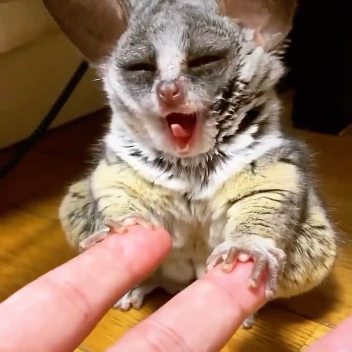 animalsのインスタグラム：「She's so sleepy.. How cute is that little yawn? 😴💙 Share this with a friend ❤️ Video by: @galago_plum」