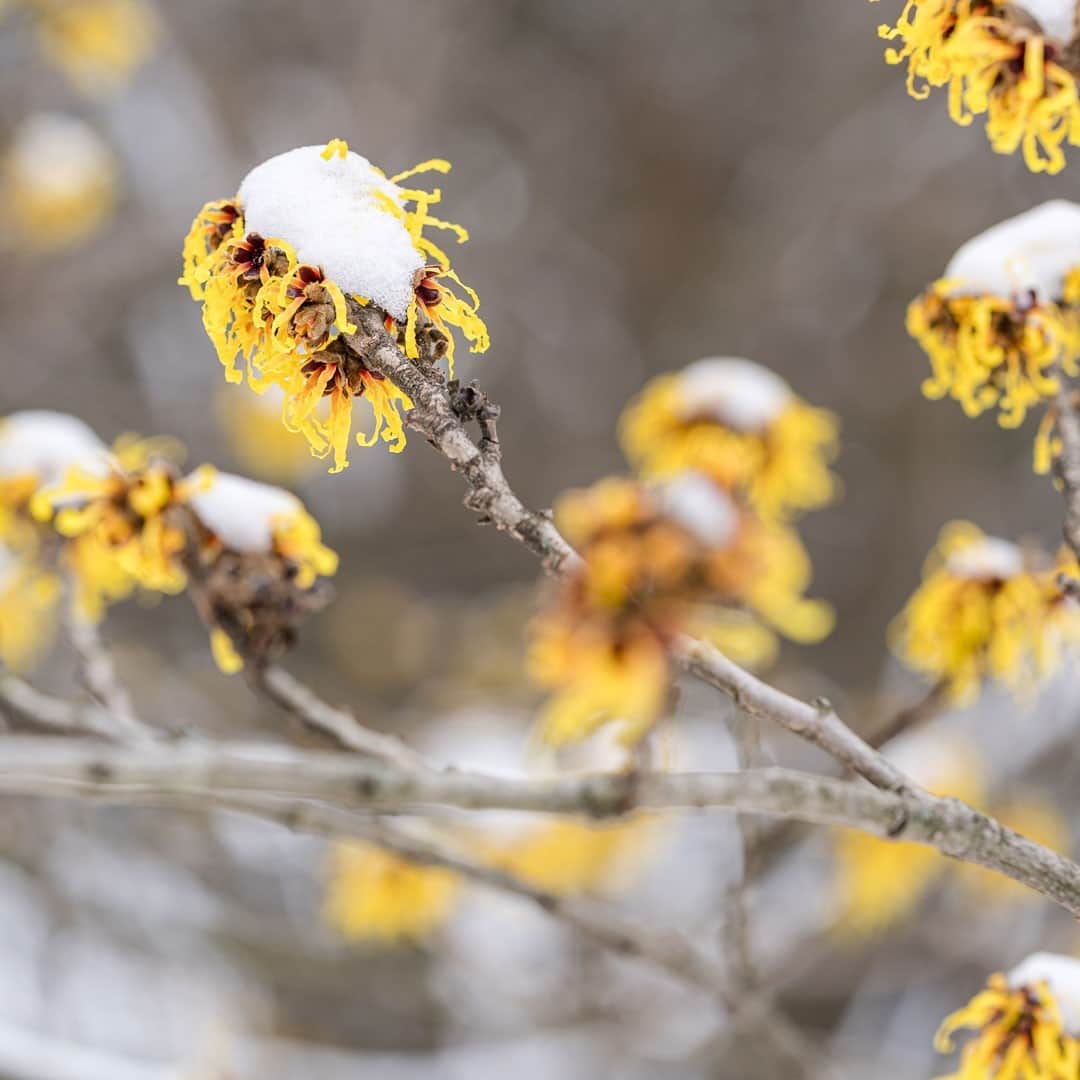 ニューヨーク植物園のインスタグラム：「NYBG is open for today's holiday, providing a great chance to get outside and explore winter in the Bronx. . Just one of the winter beauties to discover in mid-February is witch-hazel, opening its streamer-like flowers in hues of yellow, orange, and red all around the Garden as we make our way toward spring. What's a winter-blooming flower you most look forward to spotting at this time of year? . #Hamamelis #plantlove #AllInNYC」
