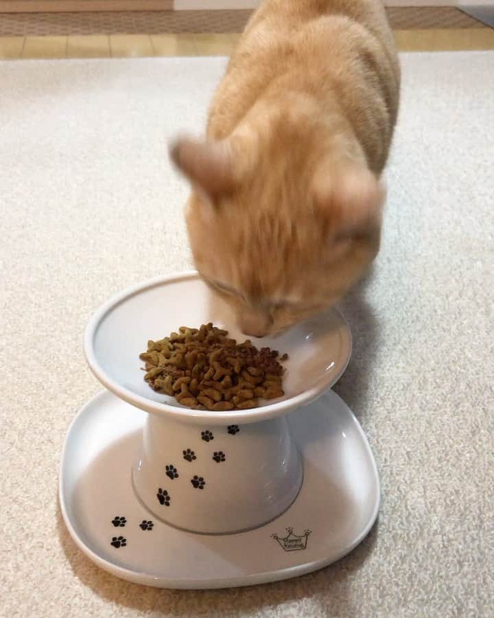 ruiruiのインスタグラム：「モグモグ福ちゃん（2019/11/03） . . 早送りではありません。 これが福ちゃんの食べる速さです。 . . . #猫壱 #ハッピーダイニング #生前の福ちゃん #福ちゃんはお星様になりました #猫 #ねこ #にゃんこ #茶トラ #保護猫 #cat #cats #ilovecats #ilovemycat #instacat #Instagramcats #bestcats_oftheworld」