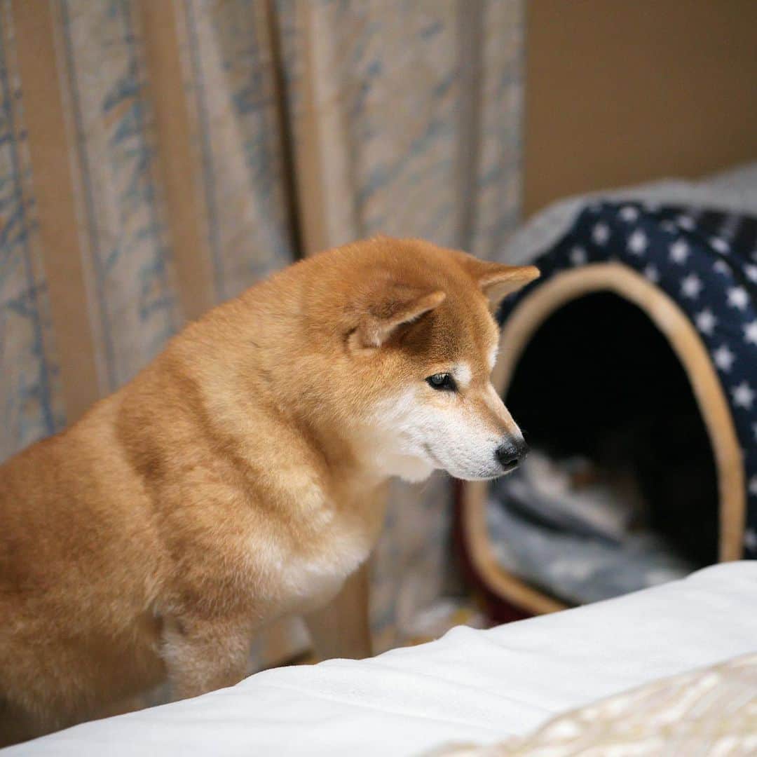 まる（まるたろう）のインスタグラム：「Good night!✨🐶💤✨今日はパパのベッドで寝ちゃおっと #ずるいよね自分だけフカフカベッドで #パパはまるのベッド使っていいからね #交代しよう #日替わりで」