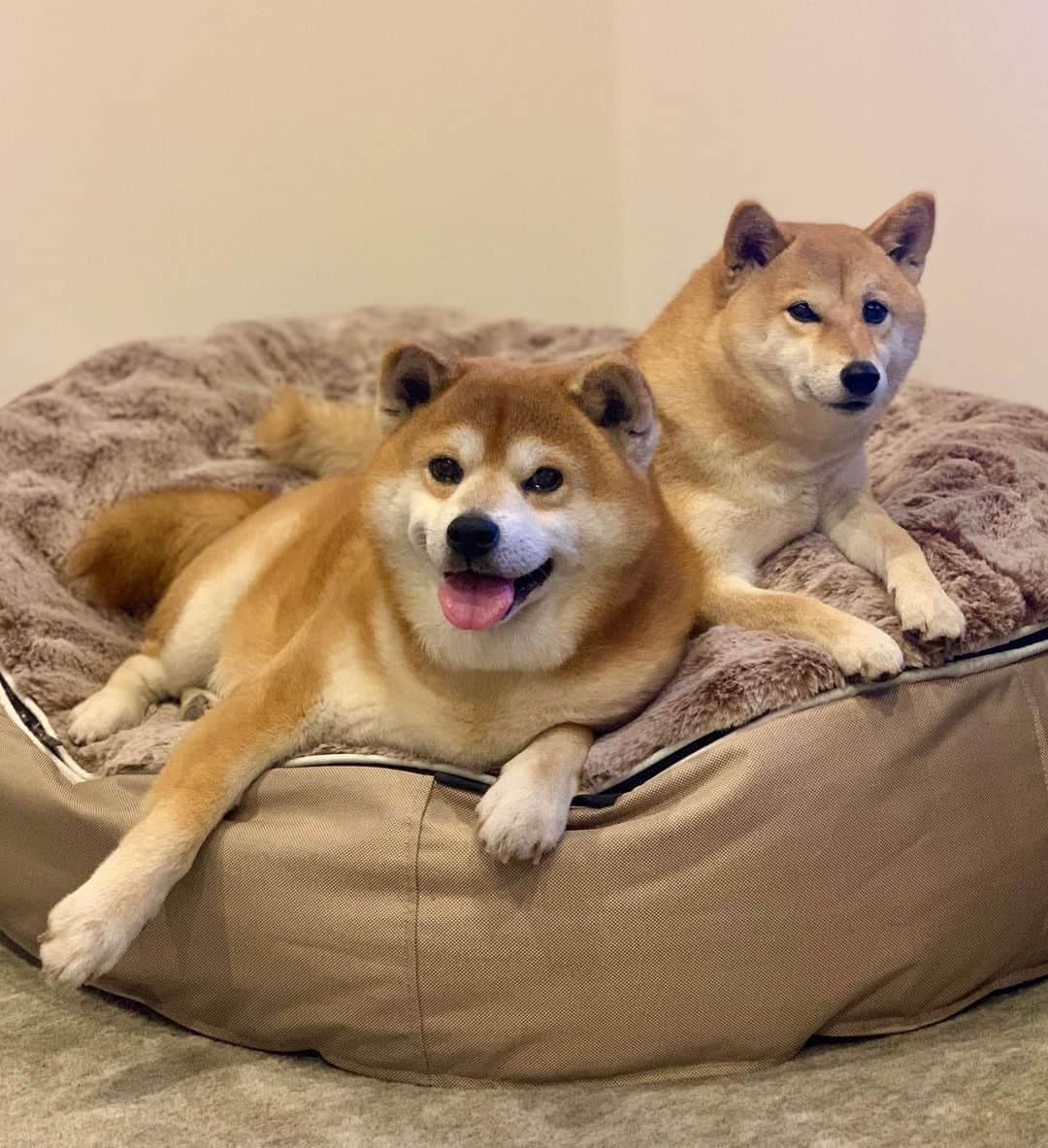 shibainu berryさんのインスタグラム写真 - (shibainu berryInstagram)「Good night🌟 むくみの体に乗っかってるけど怒られなくてよかったね😂(寝る時はべりやん一人で寝てます😅) @ambient_lounge_japan #❤️迷子犬の掲示板スタッフ @maigo_dog #❤️迷子犬の掲示板四国 @maigo_dog_shikoku #めざせ迷子犬ゼロ👌 #柴犬 #べりやん #べりむく #多頭飼い #徳島 #berry #shiba #shibainu  #shibainumania #shibastagram #instashiba #ぷにっと部 #口角キュキュッと部  #チーム俺様 →部員絶賛募集中 #shiba_snap #proudshibas #instagramjapan #ふわもこ部 #pecoいぬ部 #pecotv #buzzfeedanimals #dogsofinstagram #9gag @9gag @barked」2月16日 0時07分 - shibainu.berry