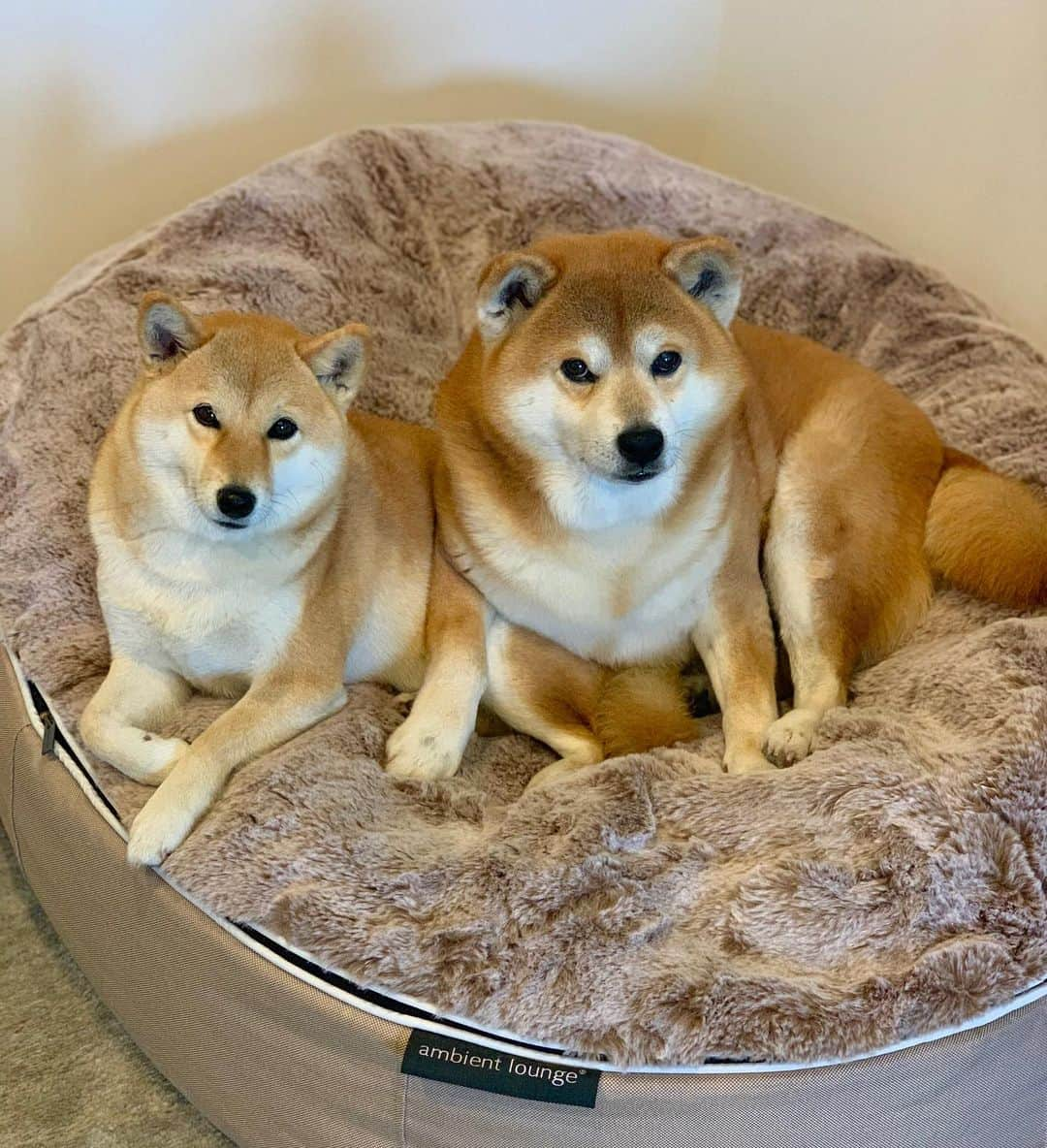 shibainu berryさんのインスタグラム写真 - (shibainu berryInstagram)「Good night🌟 むくみの体に乗っかってるけど怒られなくてよかったね😂(寝る時はべりやん一人で寝てます😅) @ambient_lounge_japan #❤️迷子犬の掲示板スタッフ @maigo_dog #❤️迷子犬の掲示板四国 @maigo_dog_shikoku #めざせ迷子犬ゼロ👌 #柴犬 #べりやん #べりむく #多頭飼い #徳島 #berry #shiba #shibainu  #shibainumania #shibastagram #instashiba #ぷにっと部 #口角キュキュッと部  #チーム俺様 →部員絶賛募集中 #shiba_snap #proudshibas #instagramjapan #ふわもこ部 #pecoいぬ部 #pecotv #buzzfeedanimals #dogsofinstagram #9gag @9gag @barked」2月16日 0時07分 - shibainu.berry