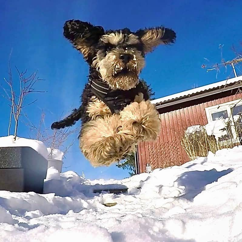 FluffyPackのインスタグラム：「Incoming!!💥😎💥 . #weeklyfluff #dogsofinstagram #barkbox #thedodo #sweden #funny #dogs #agriahund #lol #omg #cockapoo #monday #animalsco」