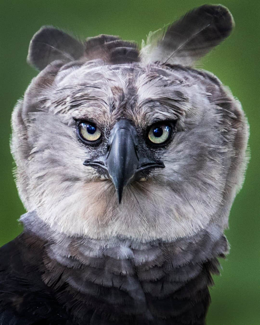 ナショナルジオグラフィックさんのインスタグラム写真 - (ナショナルジオグラフィックInstagram)「Photo by Karine Aigner @kaigner / The harpy eagle is one of the largest and most powerful eagles in the world—with a wingspan of 6.5 feet (2 m), rear talons up to 3-4 inches (8-10 cm) long, and a body weight of 9-20 pounds (4-9 kg). Females are twice the size of the male. Photographing this creature at eye level from a 22-meter (yard)-high tower is nothing short of surreal. This magnificent rainforest predator inhabits Brazil's highest treetops. The elusive hunter has keen eyesight and hearing; like other owls, the harpy has a facial "disc" of feathers that can be raised and lowered at will, which helps direct sound to its ears, so  it can better hear howler monkeys, armadillos, baby deer, and even peccaries in the rainforest. Threatened by severe habitat loss and human intervention, the harpy is a near threatened species, and an umbrella species: if the harpy’s home is protected, so are all the species living in its habitat.  Follow me @kaigner for more human-wildlife relationship stories!  #harpyeagle #worthmorealive #brazilwildlife #eagles #onassignment @evertonbpmiranda  Check out Nat Geo's link in bio for more on this story.」2月16日 0時37分 - natgeo