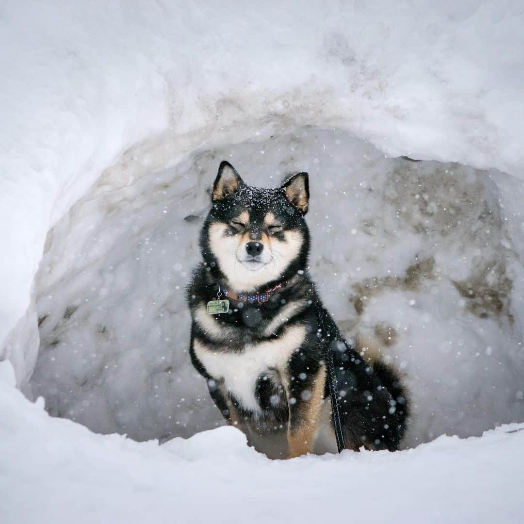 吾子のインスタグラム：「・ ・ 明日は暴風雪だって💦北日本の皆ワン気をつけてね🐶💦 ・ アコわんはトイレ外派なのでどんな天気でも行かないとならないわん🐶💦 ・ 気をつけようー ・ ・ ・ ・ ・ ・ #雪庇に注意  #転倒も気をつけてー #Sapporo ・ 北海道の柴犬 #柴北会 の皆ワン🐶💕早くみんなで安心してお散歩ができますように🐶👍🏻💕 ・ #adorable #instadog#shibainu#dog#instagramjapan#instashiba#kuroshiba #kuroshiba#socute #cutedog#いぬのきもち #黒柴 #dogstagram_japan」