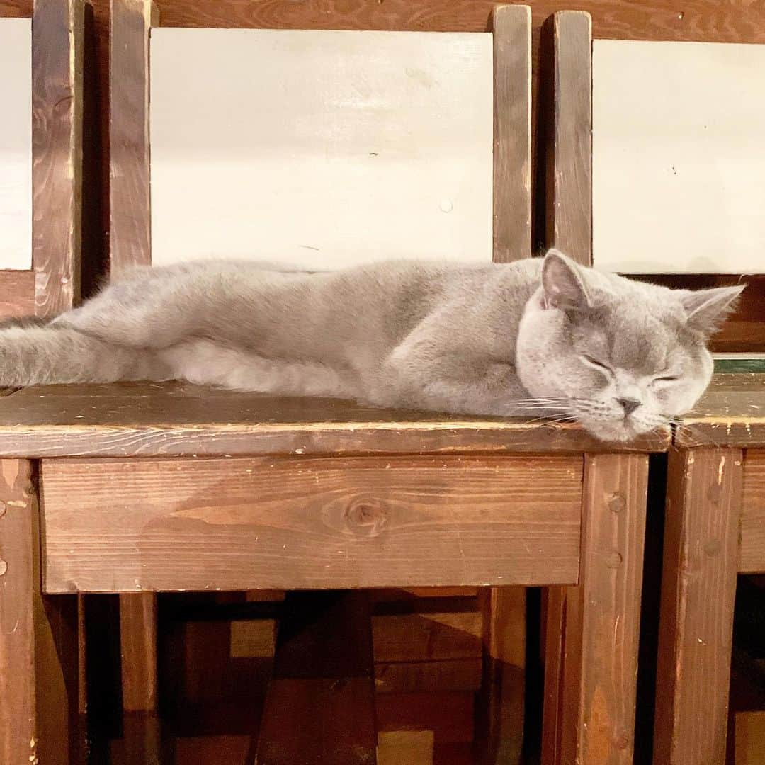 岡野綾夏さんのインスタグラム写真 - (岡野綾夏Instagram)「もふもふしたいなあ。  #猫カフェ #動物好き #2年前ぐらいの写真」2月16日 0時59分 - ayaka.o531