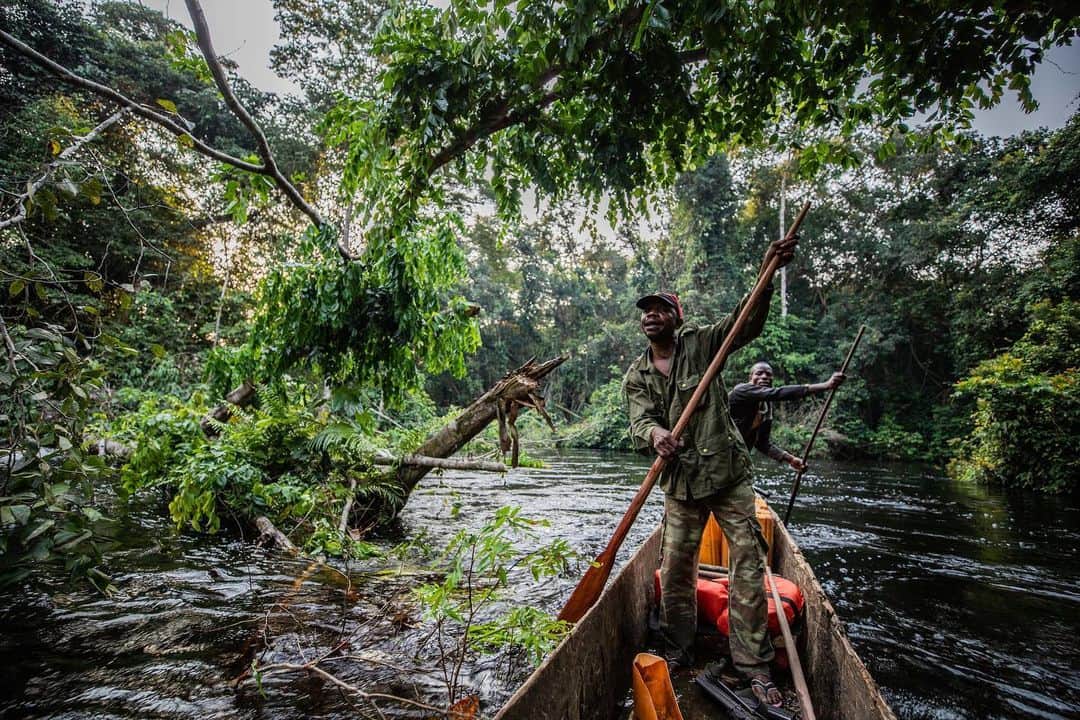 thephotosocietyさんのインスタグラム写真 - (thephotosocietyInstagram)「Photo by @thomas.nicolon // Park rangers paddle through a big tree fall on the Luile river in Salonga National Park, Democratic Republic of the Congo. Follow me @thomas.nicolon for more pictures from Central Africa's wild places. #photojournalism #pirogue #centralafrica」2月16日 1時20分 - thephotosociety