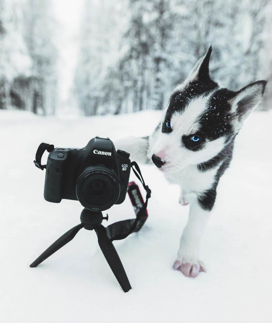Canon Photographyのインスタグラム：「Caption this! Photography // @samimatias  Curated by @henry.nathan  #snow #camera #canon6d #dogs #tripod」