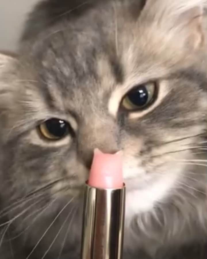 のインスタグラム：「Monday mood with Paul & Joe Beauté 🐈 -  #PaulAndJoe #PaulAndJoeBeaute #CatLovers」