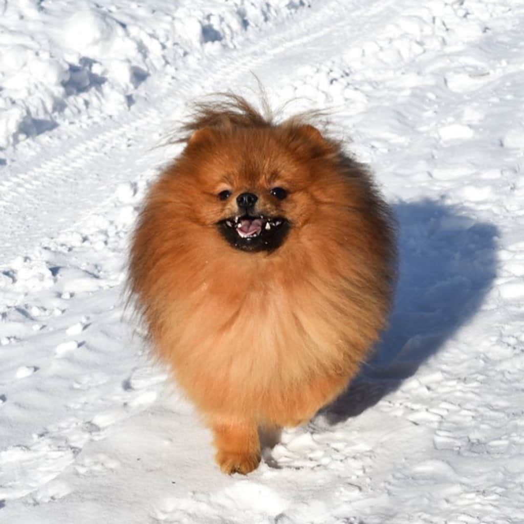 Puppy For Sale.さんのインスタグラム写真 - (Puppy For Sale.Instagram)「Так и хочется выразится словами великого классика:  «Мороз и солнце, день чудесный!» ⠀ А как провели этот день вы?  На фото мальчик нашего разведения😊 Оставлен в питомнике ⠀ ⠀ Подробнее о наших щенках можно узнать, позвонив по телефону или написать в Директ📲 ⠀ _______ ⠀ Следите за нашими обновлениями и подписывайтесь👇 @artsimpatiya ⠀ Больше информации, фото и видео: Директ, на личном сайте питомника Арт Симпатия: www.artsimpatiya.ru  #pomeranian #pom #pomeranianspitz #pomamsterdam」2月16日 2時04分 - artsimpatiya