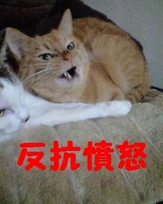 のインスタグラム：「四字熟ニャンシリーズ！モデルは在りし日のガーフィールドくん、添寝はミケちゃんかな？❤(ӦｖӦ｡) #猫 #ねこ #ネコ #もふもふ猫 #もふもふ #四字熟語」