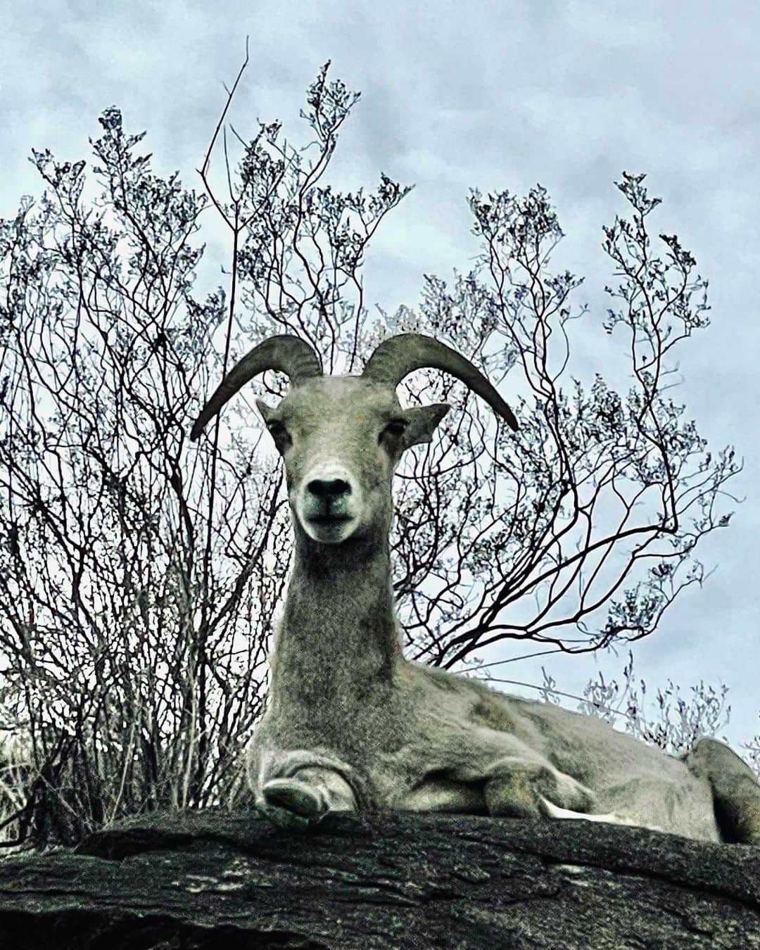 のインスタグラム：「Finally found my spirit animal. An old goat.」