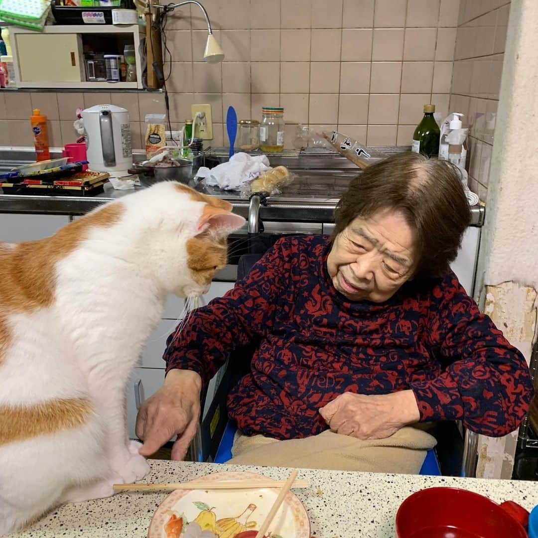 Kachimo Yoshimatsuさんのインスタグラム写真 - (Kachimo YoshimatsuInstagram)「なんかこそこそ二人で話してる。 #うちの猫ら #oinari #バーバ #バーバと猫 #猫 #ねこ #cat #ネコ #catstagram #ネコ部 http://kachimo.exblog.jp」2月16日 2時29分 - kachimo