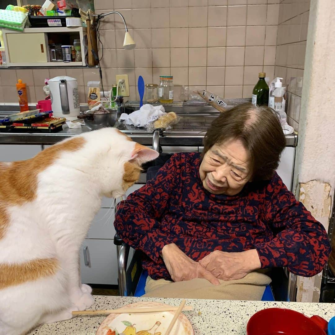 Kachimo Yoshimatsuさんのインスタグラム写真 - (Kachimo YoshimatsuInstagram)「なんかこそこそ二人で話してる。 #うちの猫ら #oinari #バーバ #バーバと猫 #猫 #ねこ #cat #ネコ #catstagram #ネコ部 http://kachimo.exblog.jp」2月16日 2時29分 - kachimo