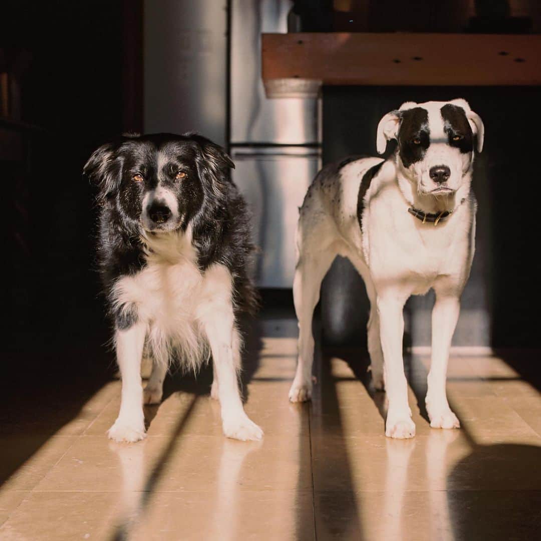 Andrew Knappのインスタグラム：「The dogs express their excitement for pandemic winter after pandemic summer.   How are you all keeping your dogs (and selves) stimulated? I’m trying different trails for them (and me), new indoor games for them, and challenging myself with new projects.   (Test shot out of the #mamiyarz67)」