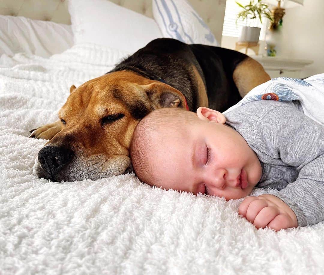 ジェシカ・シーバのインスタグラム：「Life with Theo has really confirmed for me that we all have a purpose on this beautiful planet. Even-and especially-those who have a second chance. Man, we sure got lucky with this shelter pup.」