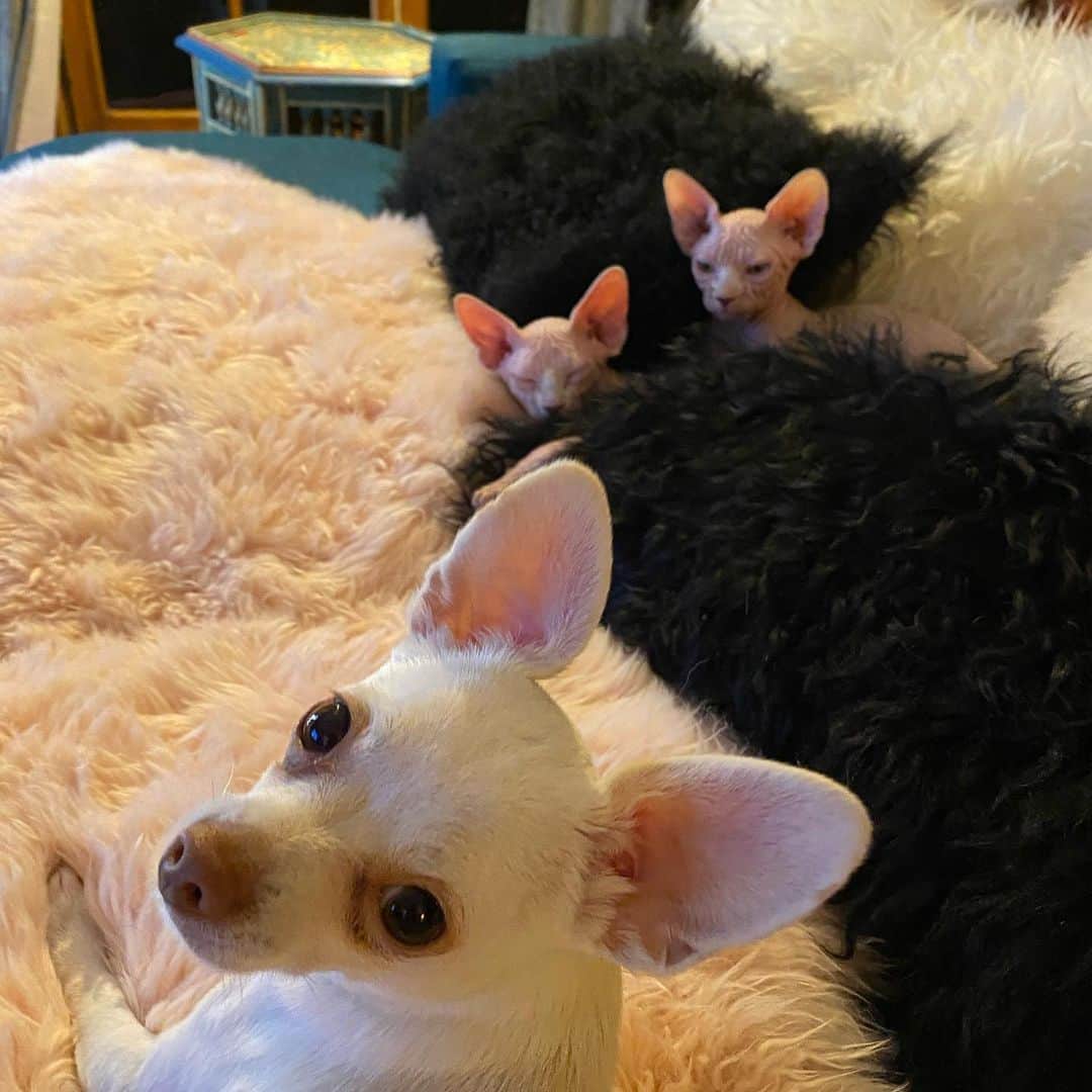 マーガレット・チョーのインスタグラム：「Ears #chihuahua #sphynx #rescuedog #life」