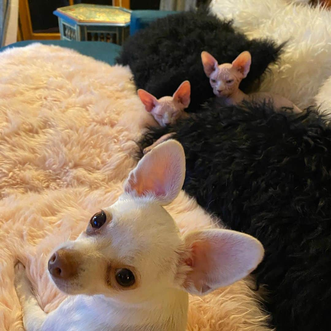 マーガレット・チョーさんのインスタグラム写真 - (マーガレット・チョーInstagram)「Ears #chihuahua #sphynx #rescuedog #life」2月16日 2時36分 - margaret_cho